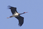 Svartstork/Black Stork